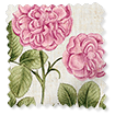 Botanical Etchings Fuchsia swatch image